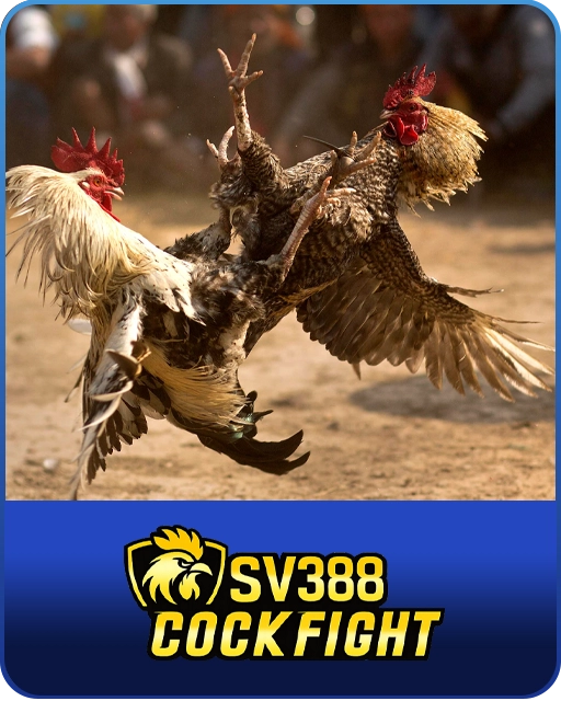 Cock Fight TH