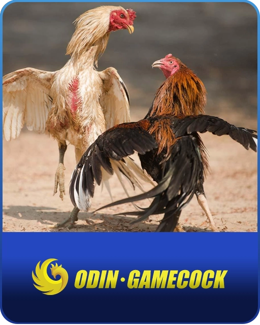 Odin Cockfight